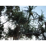 thajsko011018.jpg
Po�et zobrazen�: 1599 (6268.9011 dn�) pr.=0.2551
Rozm�r: 600 x 449 pixel
Velikost: 335.97 kB